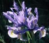 BM5565 - IRIS SILVERY BEAUTY (Florist iris)